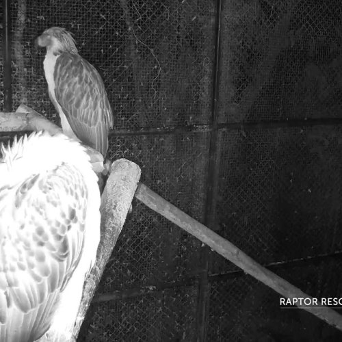 Philippine Eagle Live from Malagos, Philippines