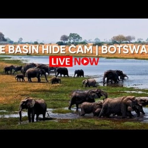The Basin Hide Selinda Reserve Live Webcam | Wildlife of Botswana