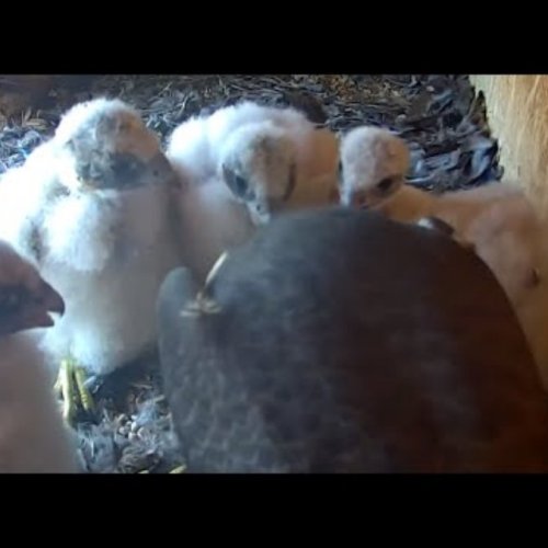 Peregrine Falcon Nest in Manchester