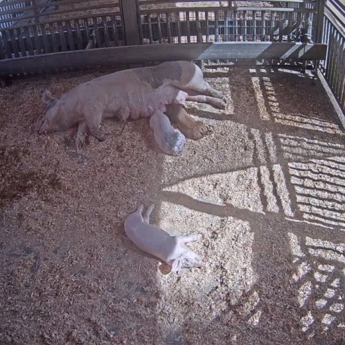 Centennial Farm Pig Cam Live: Watch Piglets in Costa Mesa