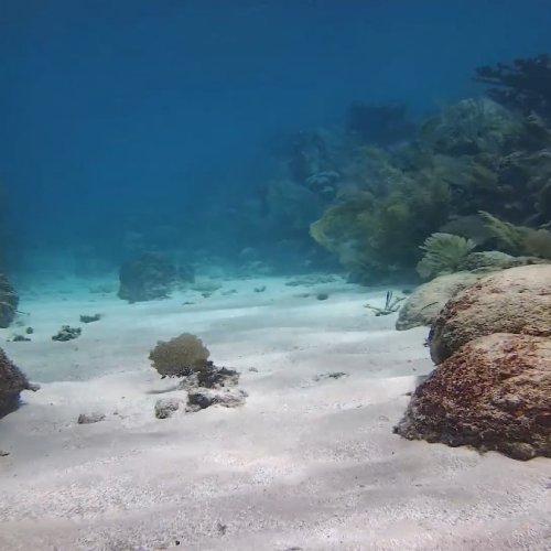 Utopia Village Underwater Live Camera: Caribbean Reef View