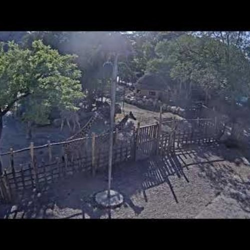 Budapest Zoo Live Cam: Giraffes & African Savanna