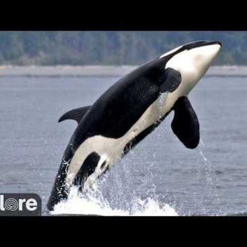 OrcaLab Base Live: Killer Whales of Hanson Island, Canada