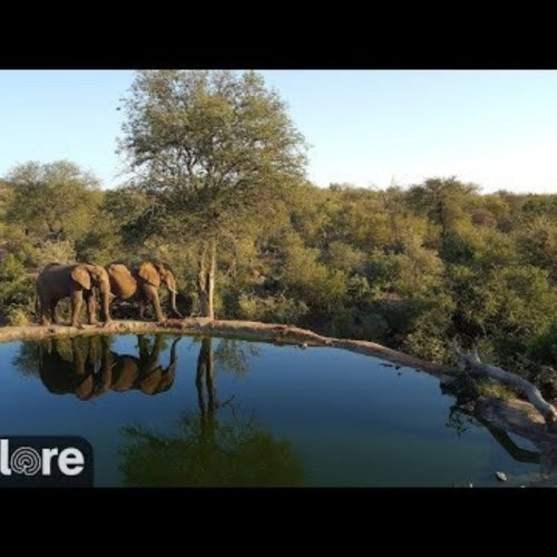 Rosies Pan Live Webcam: Watch Elephants at the Waterhole in Mica
