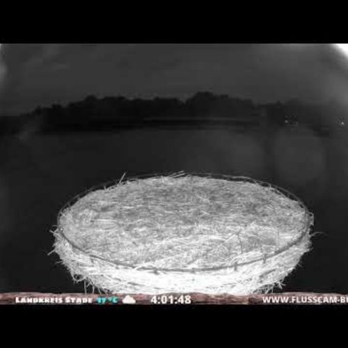 White Stork Nest Live Cam | Buxtehude, Germany