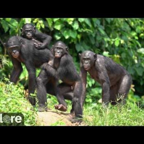 Bonobo Sanctuary Live: Kinsele's Rare Apes & Rainforest