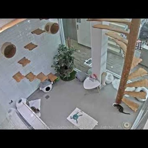 Live: Furry Friends Cat Adoption & Clinic in Jupiter, FL