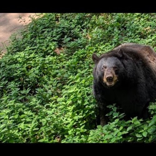 Bear Cam at Dauset Trails Nature Center in Jackson, United States