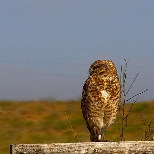Burrowing Owls Live Stream in Chandler, Arizona