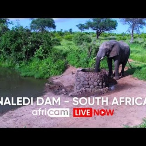 Naledi Dam Live Webcam: Greater Kruger Wildlife in South Africa