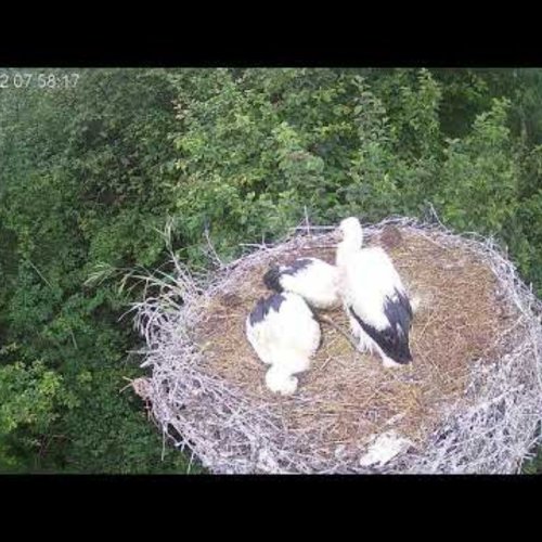 White Stork Nest in Czermna, Poland - Live Bird Cam