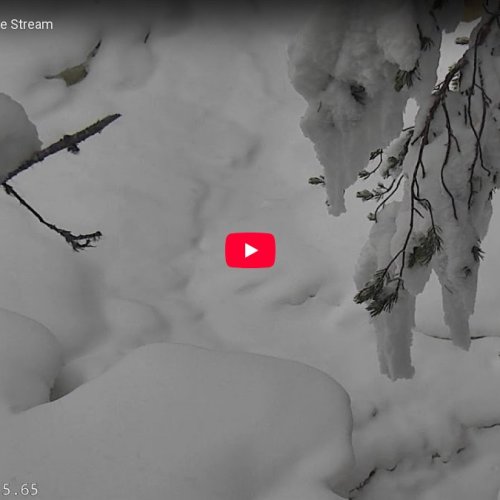 Oulanka National Park Live Webcam | Snowy Wilderness of Kuusamo