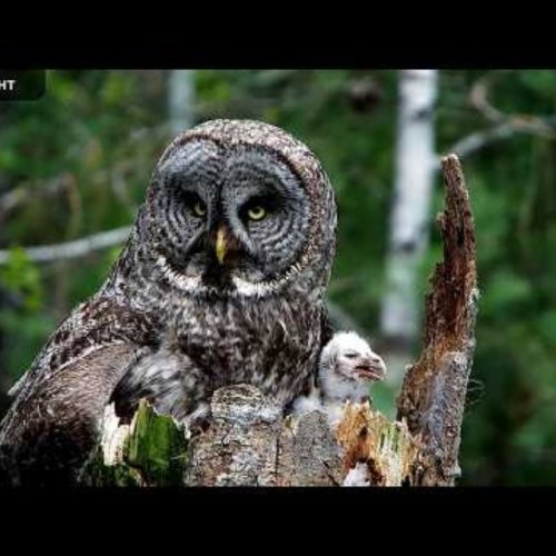 Great Gray Owl Nest Live Camera: Kalispell, Montana