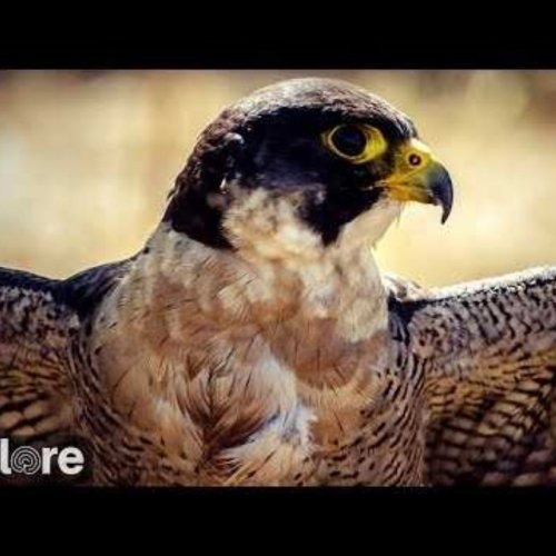 Peregrine Falcon Live Camera in River Junction, United States