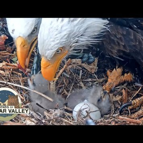 Bald eagles nest - Big Bear Valley