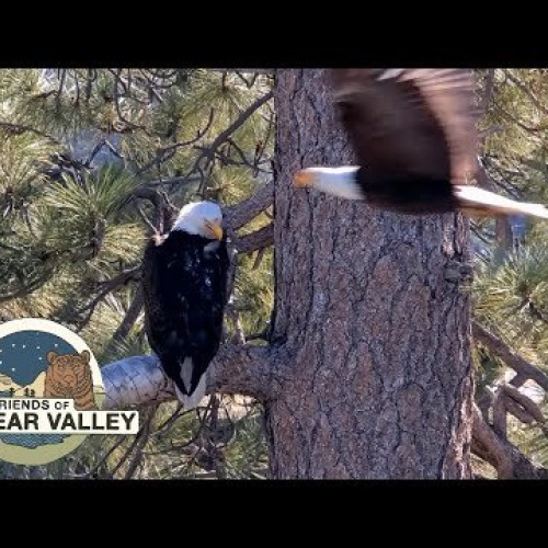 Bald eagles cam 2 Big Bear Valley
