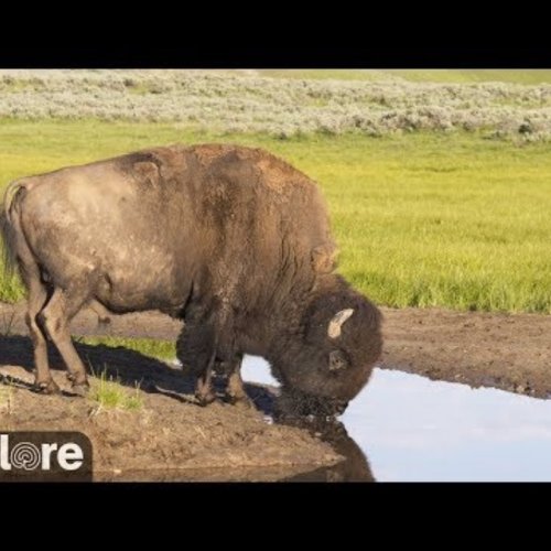 Bison Water Hole At Grasslands National Park