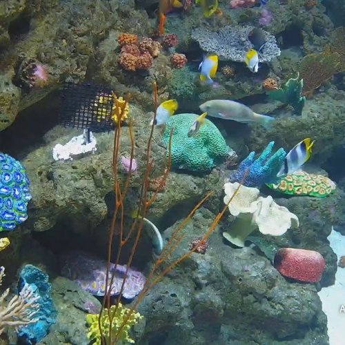 Aquarium of the Pacific Tropical Reef Live Camera in Long Beach