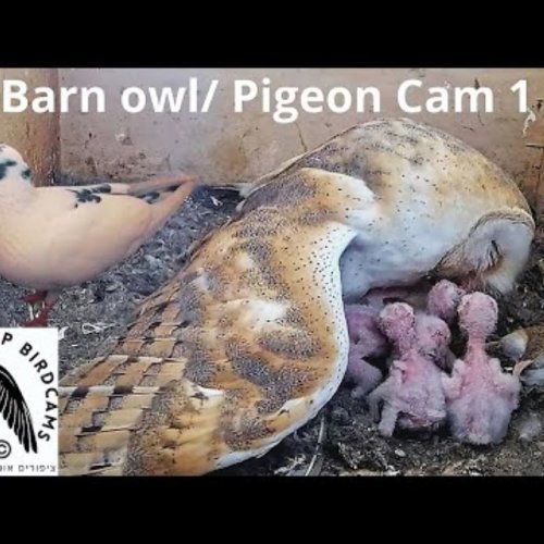 Barn Owl and Pigeon Nest Cam 1 | Even Yehuda, Israel