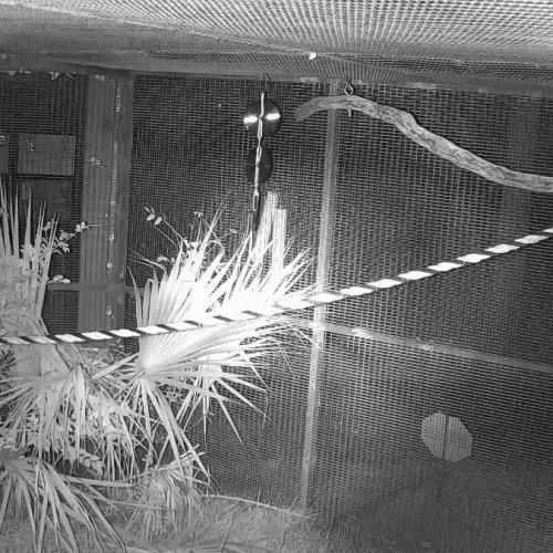 Lubee Mixed Flying Fox Bat Sanctuary Live Stream