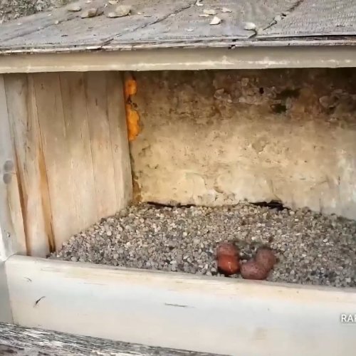 Decorah Great Spirit Bluff Falcon Nest Box Live Stream
