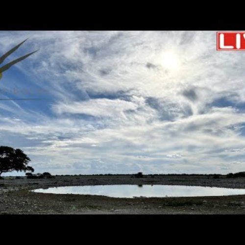 Okaukuejo Wildlife Waterhole Live Cam, Etosha National Park, Namibia