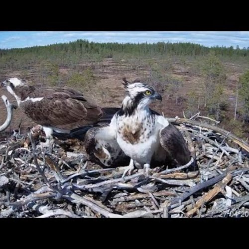 Osprey Nest #3 in Säkylä, Finland: A Live Look at Nature's Majesty