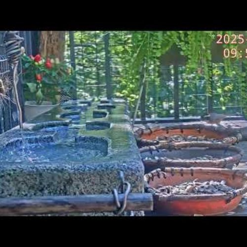 Live Bird Feeding Cam: Nature's Oasis in Karuizawa, Japan