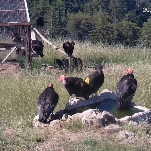 California Condors in Their Sanctuary