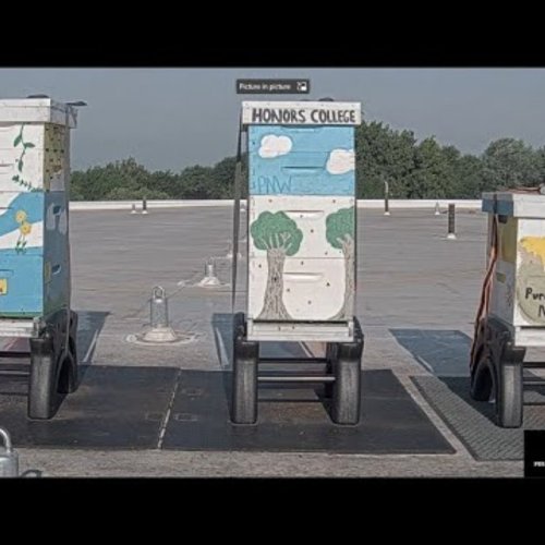 Purdue University Northwest Beehive Webcam - Live from Hammond, Indiana