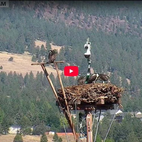 Dunrovin Ranch Osprey Nest Live Cam, Lolo, Montana