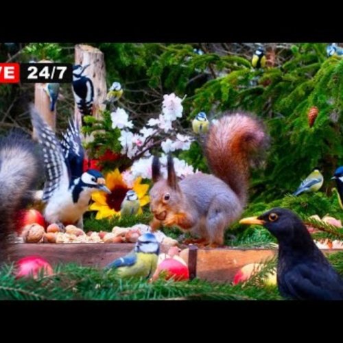 Finnish Garden Wildlife Feeder Live Stream in Blossom Season