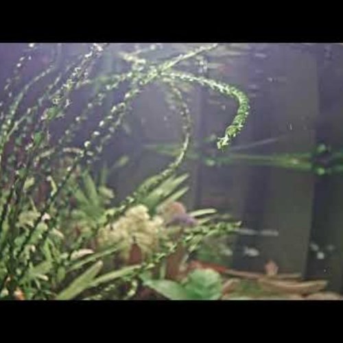 Rijswijk Aquarium Live Camera