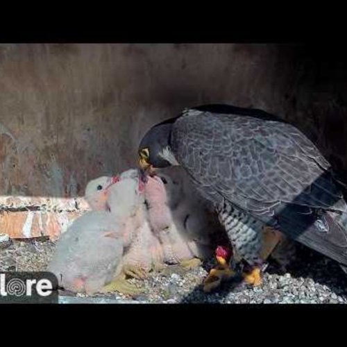 Wabasha Falcon Nest Live Cam: Watch Raptors Raise Their Young