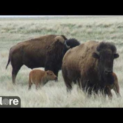 Plains Bison Grasslands National Park Live Camera