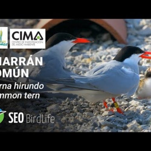 Live Common Tern Nesting Cam: El Astillero, Cantabria, Spain