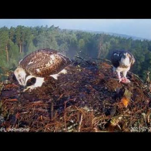 Osprey Nest in Napiwodzko-Ramucka Forest | Jedwabno, Poland