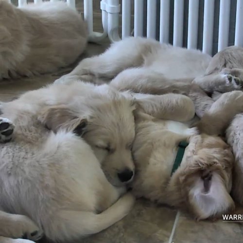 Puppy Playroom Live from Boyds, United States