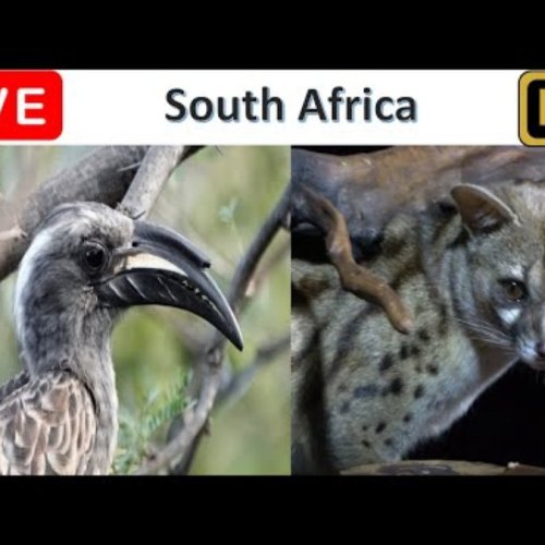 Pretoria Wildlife Webcam: Live Bird Feeder & Owl Spring View, South Africa