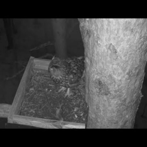 Eurasian Eagle-Owl Nest Live Camera in Riga
