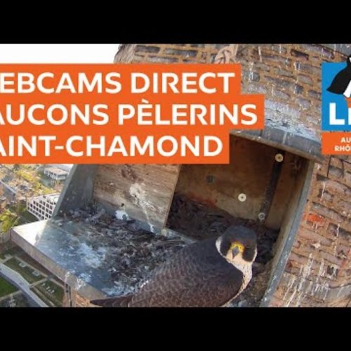 Peregrine Falcon Nest Live Stream in Saint-Chamond, France