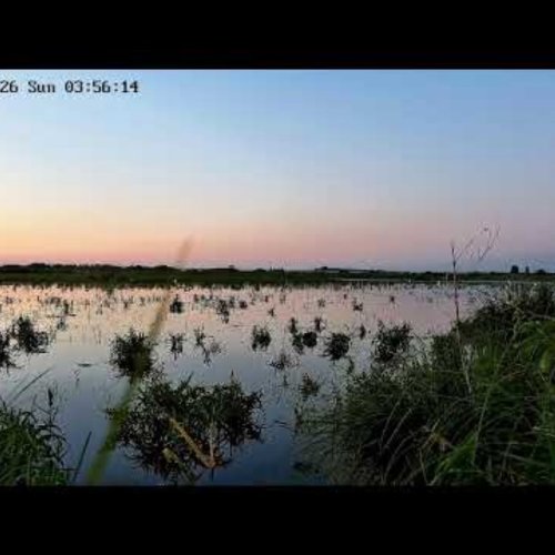 Wild Birds at Bagno Bubnów Marsh 🌿🦆