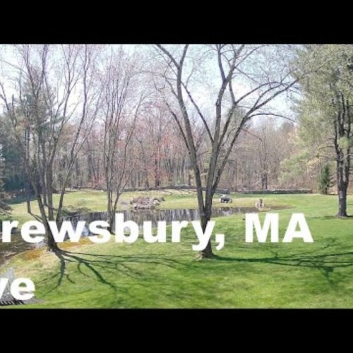 Scenic Pond Trees in Shrewsbury, MA