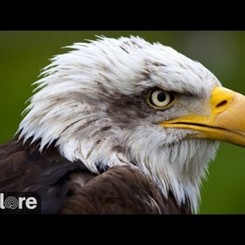 Decorah North Bald Eagle Nest Live Cam | Eagle Watching in Iowa