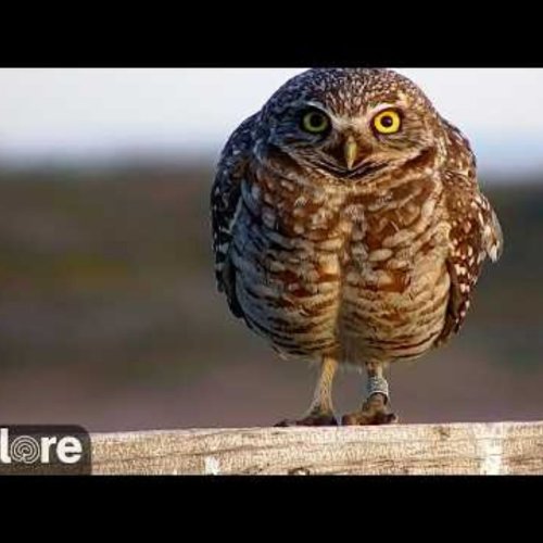 Cape Coral Burrowing Owl Nest Cam | Live Wildlife View