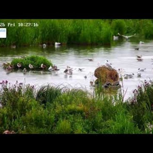 Lokkisaari Island Bird Cam | Lempäälä, Finland