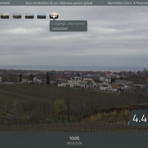 Live View from Gols, Austria - Wine Region 🌳