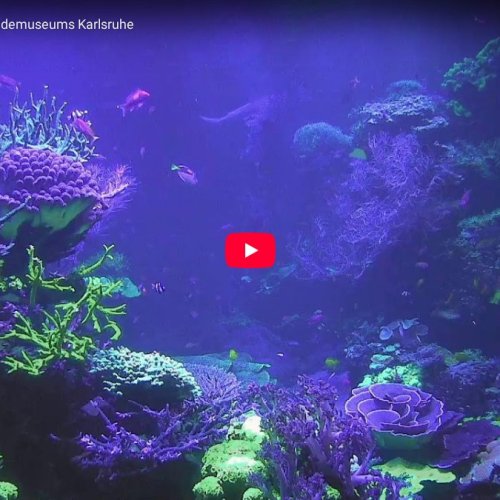 Live Aquarium View: Naturkundemuseum Karlsruhe