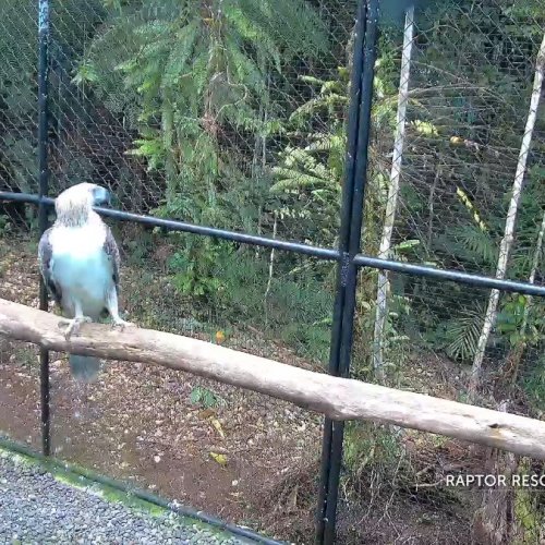 Philippine Eagle Live Camera | Raptor Resource Project Davao