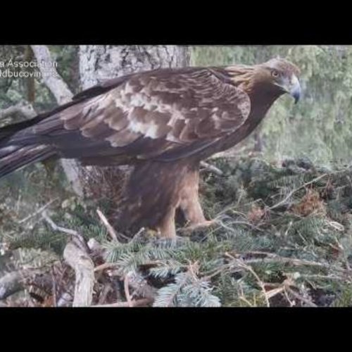 Golden Eagle Nest Live Stream, Bucovina, Romania
